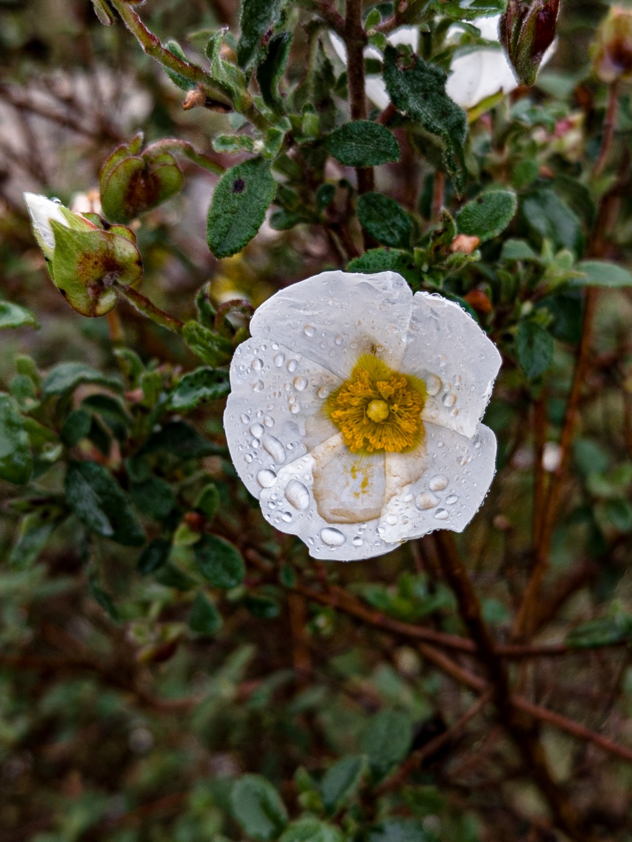 Local hiking Marxuquera